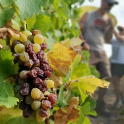 Caves Cathelineau - Une grappe du cépage chenin