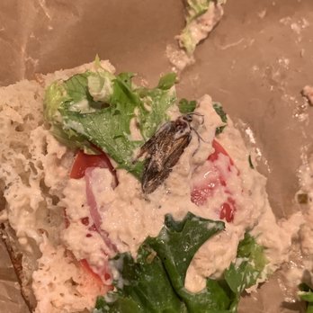 Panera Bread - Huge bug in tuna sandwich - Soup Near Me - Foster City, California Panera Bread - Huge bug in tuna sandwich - Soup Near Me - Foster City, California