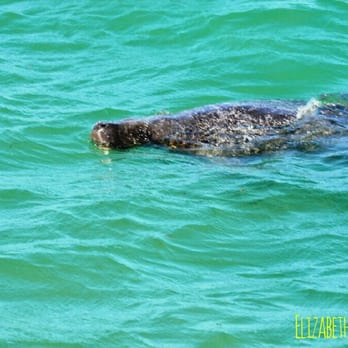 South Jetty Park Beach - Beautiful manatee - Beaches Near Me - Fort Pierce, Florida South Jetty Park Beach - Beautiful manatee - Beaches Near Me - Fort Pierce, Florida