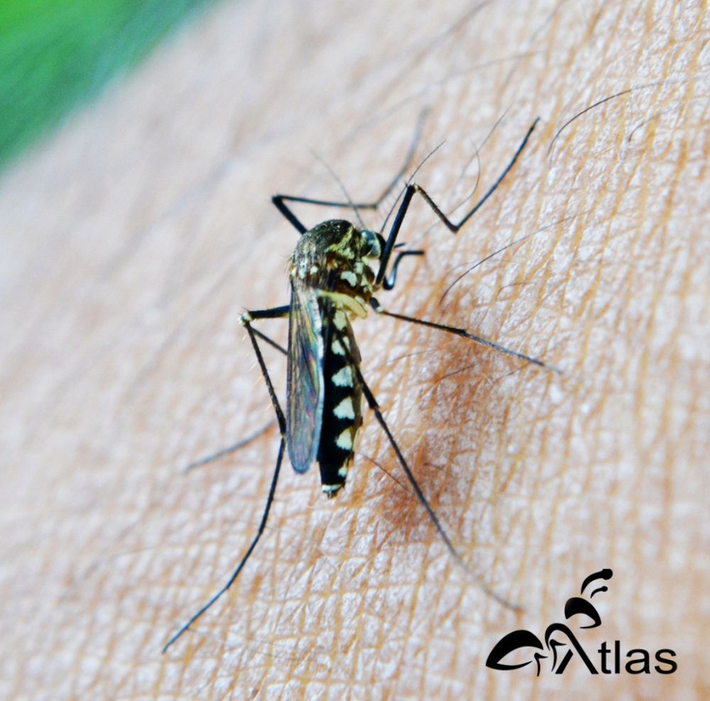 ATLAS PEST CONTROL - Updated June 2026 - 1837 W Midvalley Rd, Cedar ...