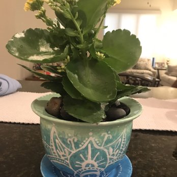 indoor plant wholesale Low Light Bundle