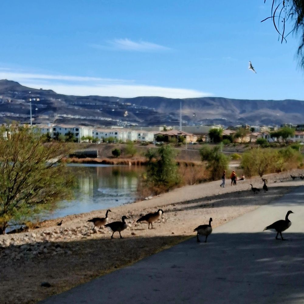Cornerstone Park - Ducks and geese - Lakes Near Me - Henderson, Nevada Cornerstone Park - Ducks and geese - Lakes Near Me - Henderson, Nevada