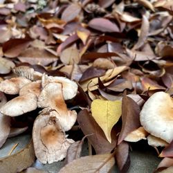 Leach Botanical Garden - Mushrooms