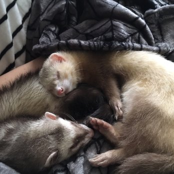 Petco - Zues(on the left) and Loki(on the right, our new ferret from this Petco) Thank you Alex!! - Pet Stores Near Me - Las Vegas, Nevada Petco - Zues(on the left) and Loki(on the right, our new ferret from this Petco) Thank you Alex!! - Pet Stores Near Me - Las Vegas, Nevada