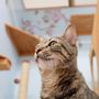 Photo of Aloha Cat Hotel