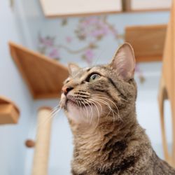 Aloha Cat Hotel