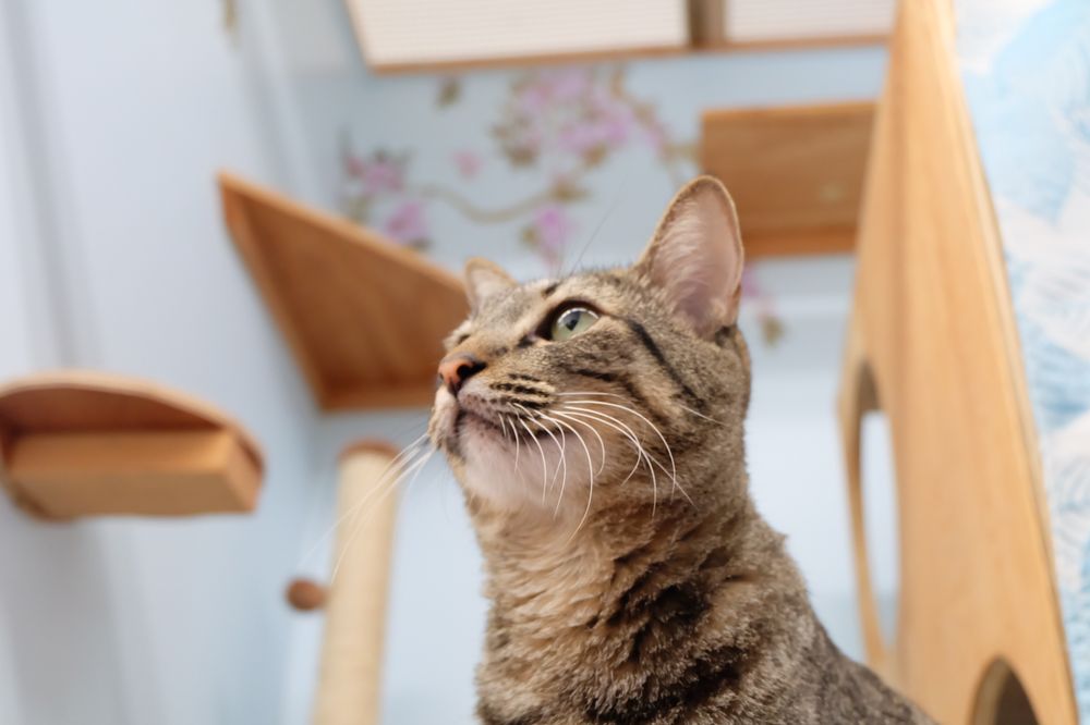 Aloha Cat Hotel