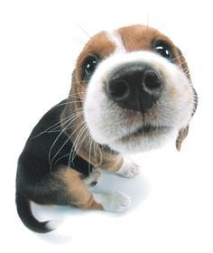 Hawaii Pet Massage - pet boarding facility in Waimanalo, HI