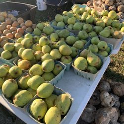 Harvest Market - Fruit