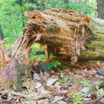 Boutte Tree - Tree Services Near Me - Atlanta, Georgia Boutte Tree - Tree Services Near Me - Atlanta, Georgia