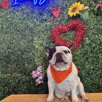 Zeus Barber Pets Spa - Pet Groomers Near Me - San Fernando, California