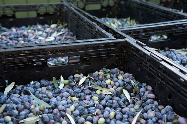 Ojai Olive Oil by null