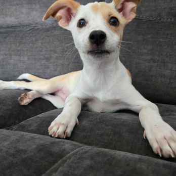 Happily Ever After Rescue - Pet Adoption Near Me Happily Ever After Rescue - Pet Adoption Near Me