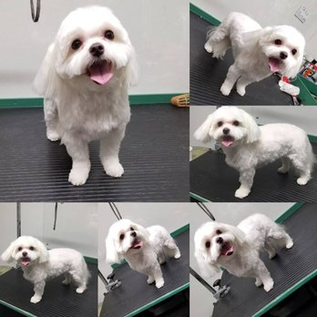 Critter Cleaners - Pet Groomers Near Me - Houston, Texas Critter Cleaners - Pet Groomers Near Me - Houston, Texas