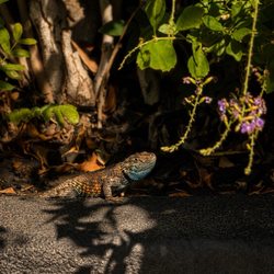 Descanso Resort - Mother Nature's creatures visiting us at the hotel.