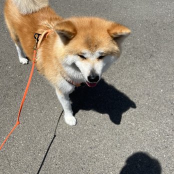 Apex Grooming - Pet Groomers Near Me - Fremont, California