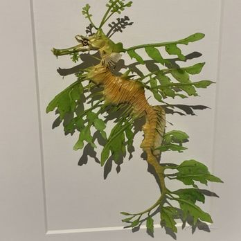 Exquisite Creatures Exhibit - Sea horse - Art Galleries Near Me - Seattle, Washington Exquisite Creatures Exhibit - Sea horse - Art Galleries Near Me - Seattle, Washington