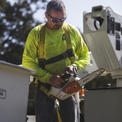 Louisiana Tree Services