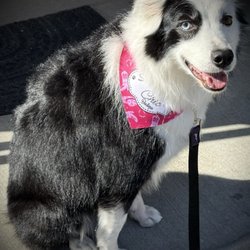 Shaggy To Chic Boutique Grimes - Mini groom with Katie from Shaggy to Chic Boutique.