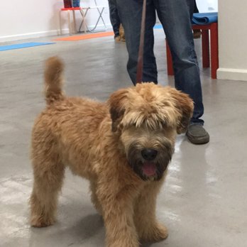 SmartyPup! - We loved this Wheaten terrier - Pet Training Near Me - San Francisco, California