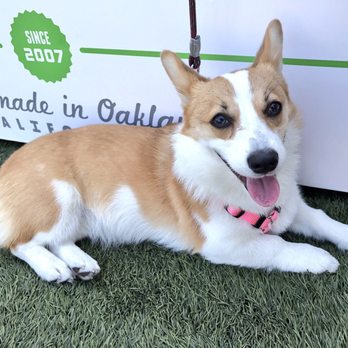 SF Matcha Fest - Festivals Near Me - San Francisco, California SF Matcha Fest - Festivals Near Me - San Francisco, California