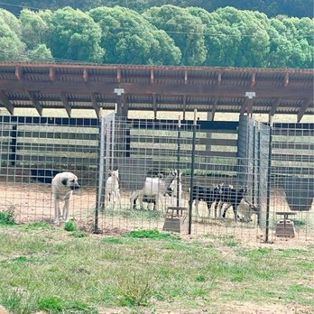 Harley Farms - See the Anatolian shepherd guarding the goats? - Cheese Shops Near Me - Pescadero, California Harley Farms - See the Anatolian shepherd guarding the goats? - Cheese Shops Near Me - Pescadero, California