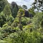 Photo of Trebah Garden Trust