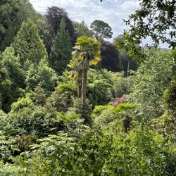 Trebah Garden Trust - Trees