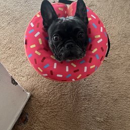 Luna with her donut