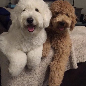 Pet Haven Grooming & Boutique  - Pet Groomers Near Me - Lighthouse Point, Florida