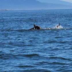Blue Kingdom Whale and Wildlife Tours