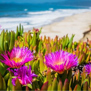 Wavecrest Open Space - Beaches Near Me - Half Moon Bay, California