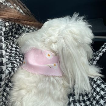 Spawt On Grooming - Perfectly soft, love her bandana, thank you! - Pet Groomers Near Me - North Hollywood, California Spawt On Grooming - Perfectly soft, love her bandana, thank you! - Pet Groomers Near Me - North Hollywood, California