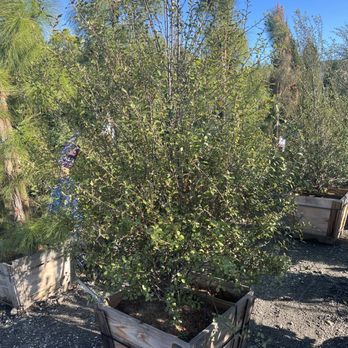 Moon Valley Nurseries - Landscaping Near Me - Huntington Beach, California Moon Valley Nurseries - Landscaping Near Me - Huntington Beach, California