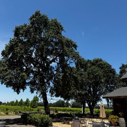 View from patio.