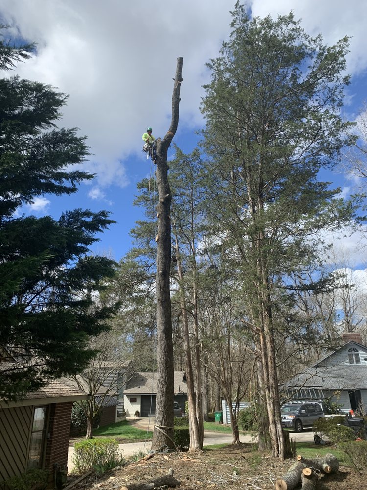 Adonai Tree Services - tree service in Charlotte, NC