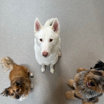 Howling Dog - Rafi and friends - Pet Sitting Near Me - Culver City, California