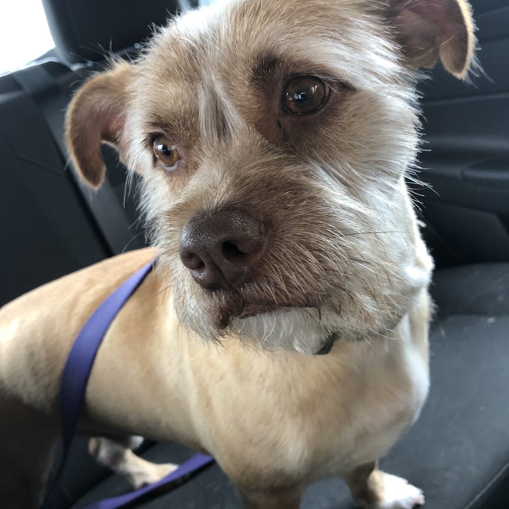 Petco - Groomed dog - Pet Stores Near Me - San Antonio, Texas