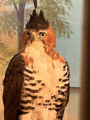 The Peregrine Fund's World Center For Birds of Prey by null
