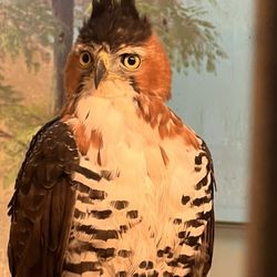 The Peregrine Fund's World Center for Birds of Prey