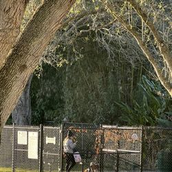Dog park