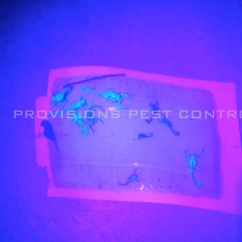 Provisions Pest Control - Blacklight service available. Look at this scorpion family! - Pest Control Near Me - Henderson, Nevada Provisions Pest Control - Blacklight service available. Look at this scorpion family! - Pest Control Near Me - Henderson, Nevada