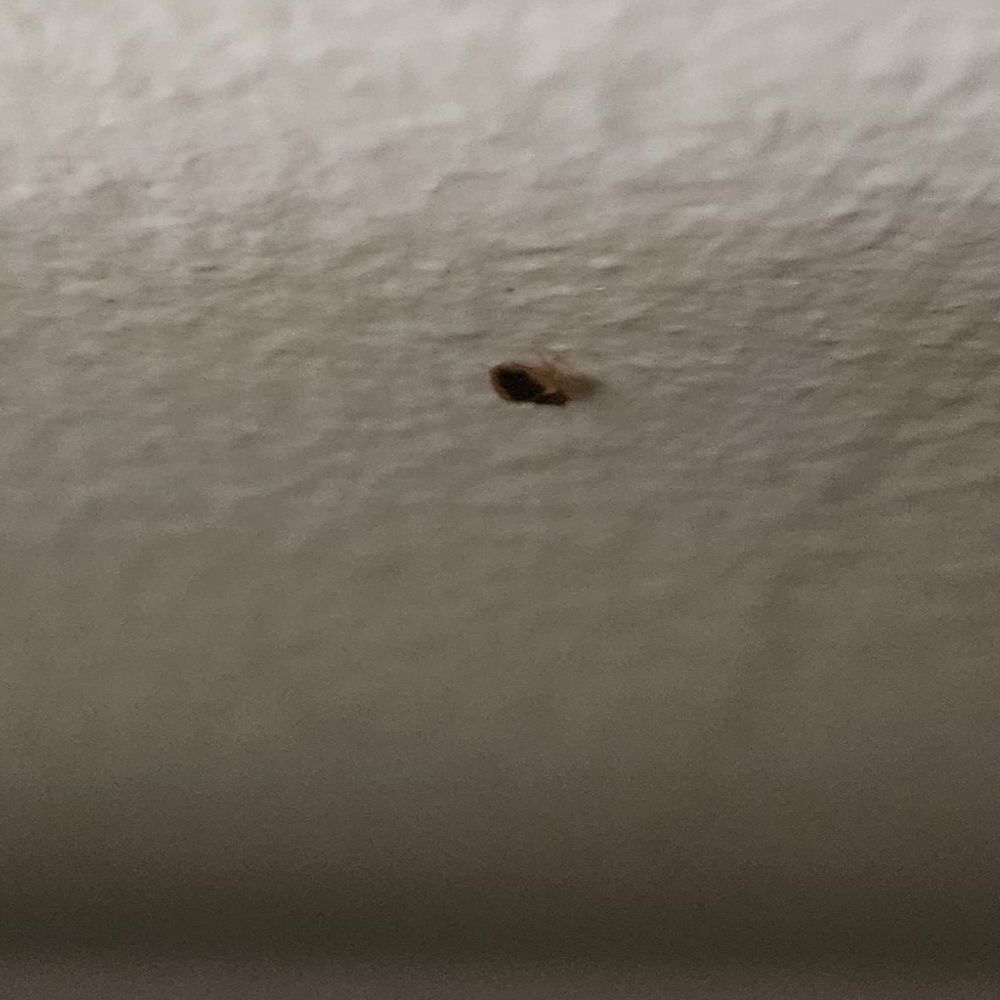 Cycor Pest Control - We were told that bedbugs don't climb! - Pest Control Near Me - Chicago, Illinois