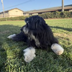 Elm Street Dog Park