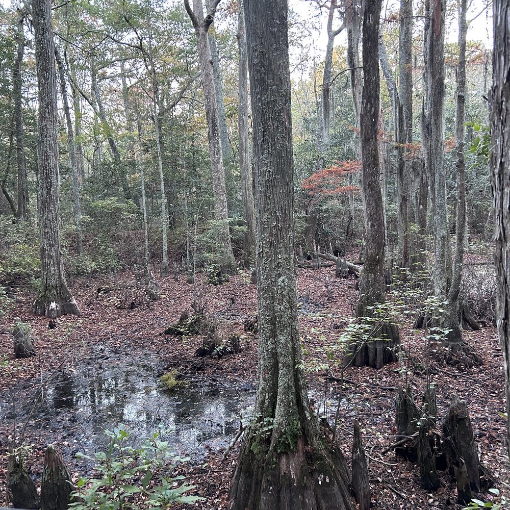 First Landing State Park - Cypress swamps!! - Parks Near Me - Virginia Beach, Virginia