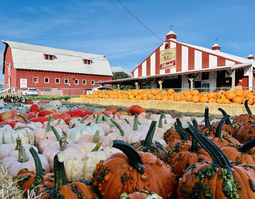 The Pumpkin Patch on Sauvie Island, Portland's original by null