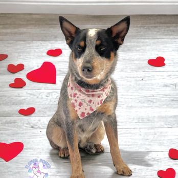 Flower Power Pet Grooming - Sol - Pet Groomers Near Me