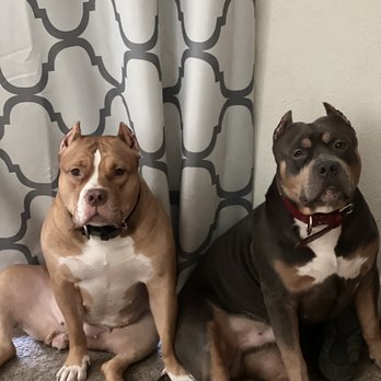 Alpine Veterinary Hospital - Xena & Diesel - Veterinarians Near Me - Concord, California Alpine Veterinary Hospital - Xena & Diesel - Veterinarians Near Me - Concord, California