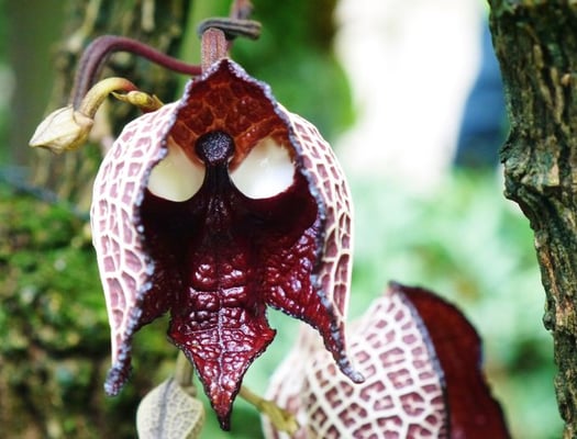 Kyoto Botanical Gardens by null