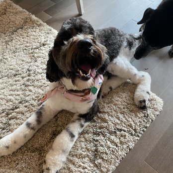 Cradled Pups - Pet Groomers Near Me